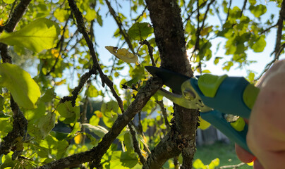 Pruning tree with clippers on backyard in village. Pruning  tools. Cut branch use branch cutter....