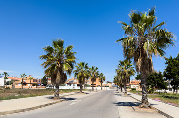 Fototapeta na wymiar Road with palm trees on the side. Palm trees in an empty road in suburb. Asphalt road and palm tree in the morning at dawn in Almarda, Casablanca, Spain.