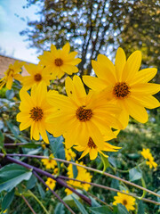 Close-up of a wild topinambur flower