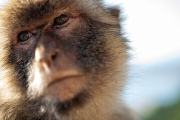 Detail of the face of a macaque monkey