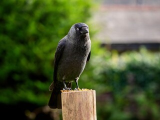 Jackdaw Perched on a Post