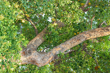 Trees seen from bottom to top, from trunk to crown