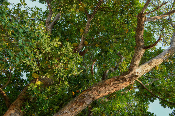 Trees seen from bottom to top, from trunk to crown