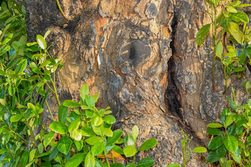 Details of big tree trunk