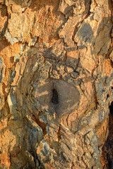 Details of big tree trunk