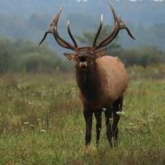 Naklejka na ściany i meble Gorgeous Elk Bull Powerful Haunting Bugle During Rut l 