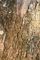 Details of big tree trunk