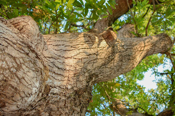 Trees seen from bottom to top, from trunk to crown