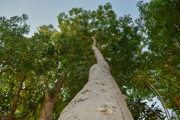 Trees seen from bottom to top, from trunk to crown