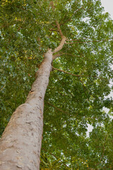 Trees seen from bottom to top, from trunk to crown