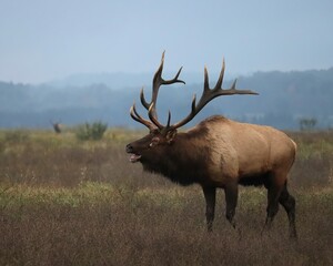 Naklejka na ściany i meble Gorgeous Elk Bull Powerful Haunting Bugle During Rut l 