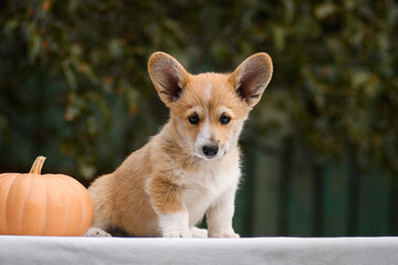 Portrait of a Welsh corgi puppy on a green background with pumpkins