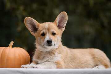 Portrait of a Welsh corgi puppy on a green background with pumpkins