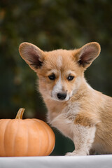 Portrait of a Welsh corgi puppy on a green background with pumpkins