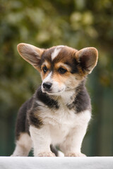 Portrait of a Welsh corgi puppy on a green background with pumpkins
