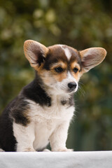 Portrait of a Welsh corgi puppy on a green background with pumpkins