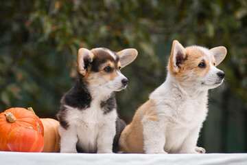Portrait of a Welsh corgi puppy on a green background with pumpkins