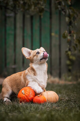 A cute corgi puppy poses near pumpkins against a green fence backdrop