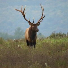 Majestic Beautiful Elk Bull Shed Velvet Polished Antler Tips Fall Rut