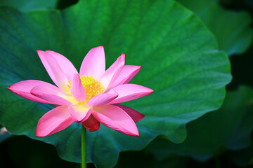 Obraz premium pink Lotus flower with green leaves growing in the pond 
