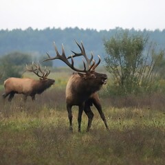 Gorgeous Elk Bull Powerful Haunting Bugle During Rut l 