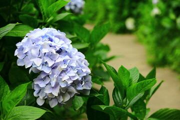Garden scenery with blooming colorful Hydrangea or Big-leaf Hyrdangea flowers and path