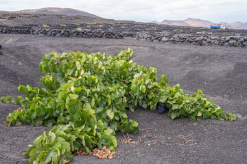 Winegrowing area of La Geria. Planting holes to protect the Malvasia volcanica vines. Black soil. Wine cellars. Arid landscape. Lanzarote, Canary Islands, Spain