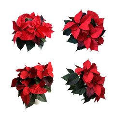 Red poinsettia traditional Christmas flowers set isolated cut out object, bright seasonal decoration for winter holidays, clipping path