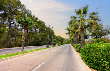 Road with palm trees on the side. Palm trees in an empty road in suburb. Asphalt road and palm tree in the morning at dawn in Los Monasterios, Spain. Road trip.