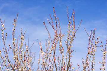 Branches of flowering fruit trees with selective focus. Spring background with copy space