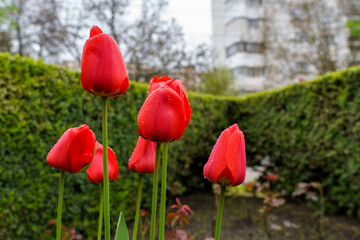 Obraz premium Flowers in a flower bed tulips. Greening the urban environment. Background with selective focus
