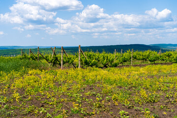 Fototapeta premium Elite wine grape fields. Background or backdrop with selective focus and copy space