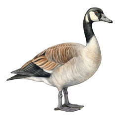 Canadian goose isolated on white