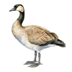 Foto op Plexiglas Canadian goose, standing, watercolor illustration, isolated on transparent background © MelissaMN