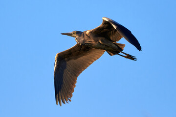 Grey heron bird in flight (Ardea cinerea)