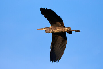 Grey heron bird in flight (Ardea cinerea)