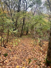 path in autumn forest woods leaves and tranquil nature fall walk walking trail