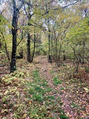 autumn in the forest woods fall leaves and greenery path nature walk walking trail
