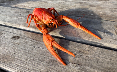 Crawfish on a wooden table to beer. Crayfish Beer snack dish. Lobster Boiled crawfish, red clayfish...