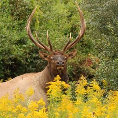 Naklejka na ściany i meble Gorgeous Elk Bull in Blooming Autumn Goldenrod