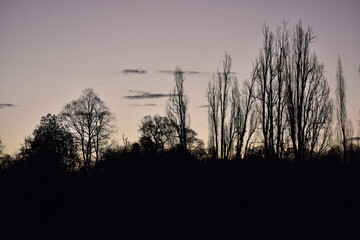 Siluetas de árboles en el atardecer