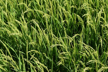 稔り始めた稲穂 山形庄内米