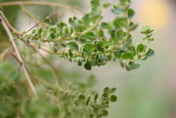 Myrrh is a medicinal plant of the species Commiphora myrrha, also known as Arabic myrrh.