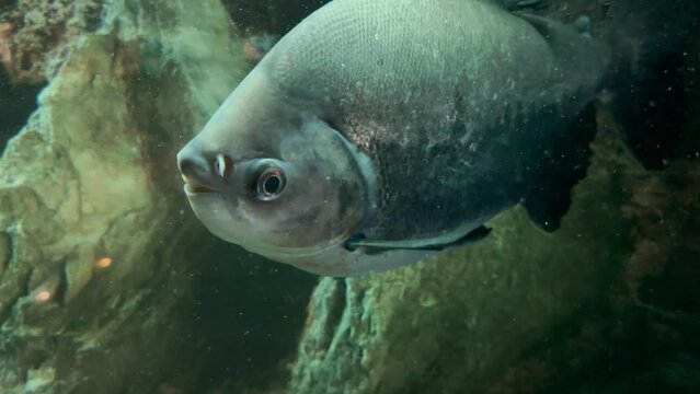 A black paku or dark paku fish swims behind glass in a dark, backlit aquarium. Breeding fish in an aquarium