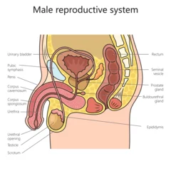 Foto op Plexiglas Male reproduction system structure diagram schematic vector illustration. Medical science educational illustration © Oleksandr Pokusai