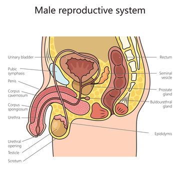 Male reproduction system structure diagram schematic vector illustration. Medical science educational illustration