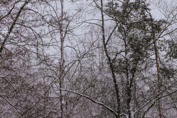 Obraz premium Snowy winter background with trees. Wintertime nature details.