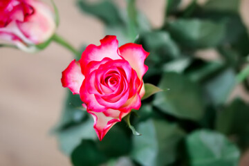 Beautiful red rose close up.
