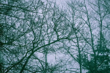 Snowy winter background with trees. Wintertime nature details.