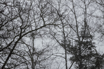 Fototapeta na wymiar Snowy winter background with trees. Wintertime nature details.